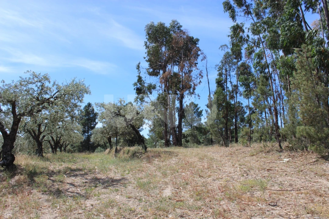 Quinta T1 para Venda em Orca Foto 48