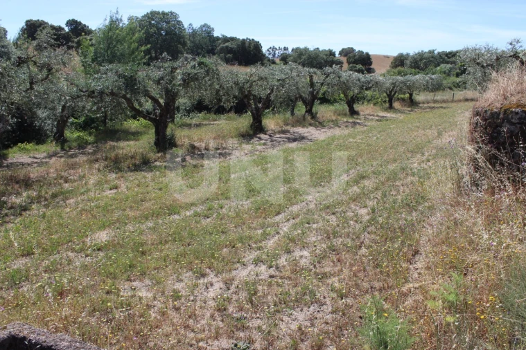 Quinta T1 para Venda em Orca Foto 27