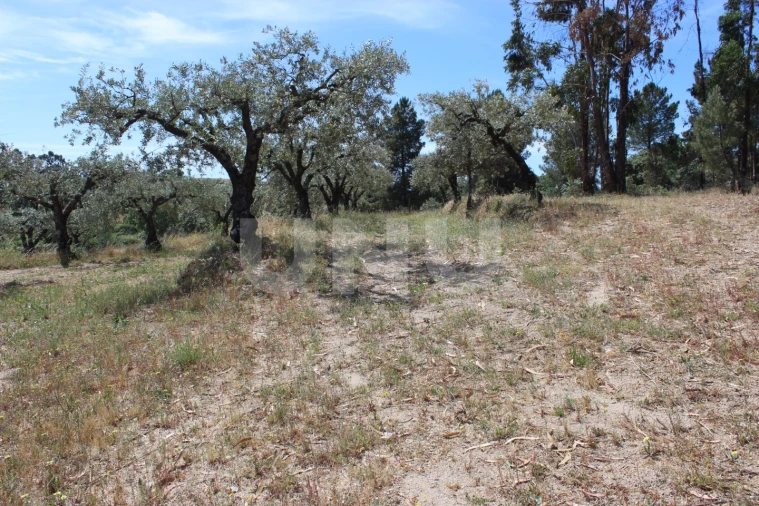 Quinta T1 para Venda em Orca Foto 29