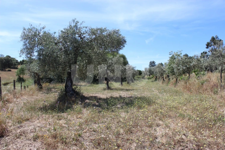 Quinta T1 para Venda em Orca Foto 42