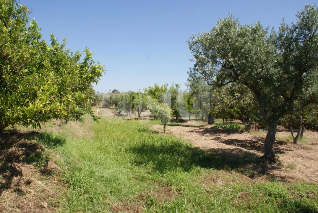 Terreno Agricola ou Rústico para Venda em Ladoeiro Foto 5
