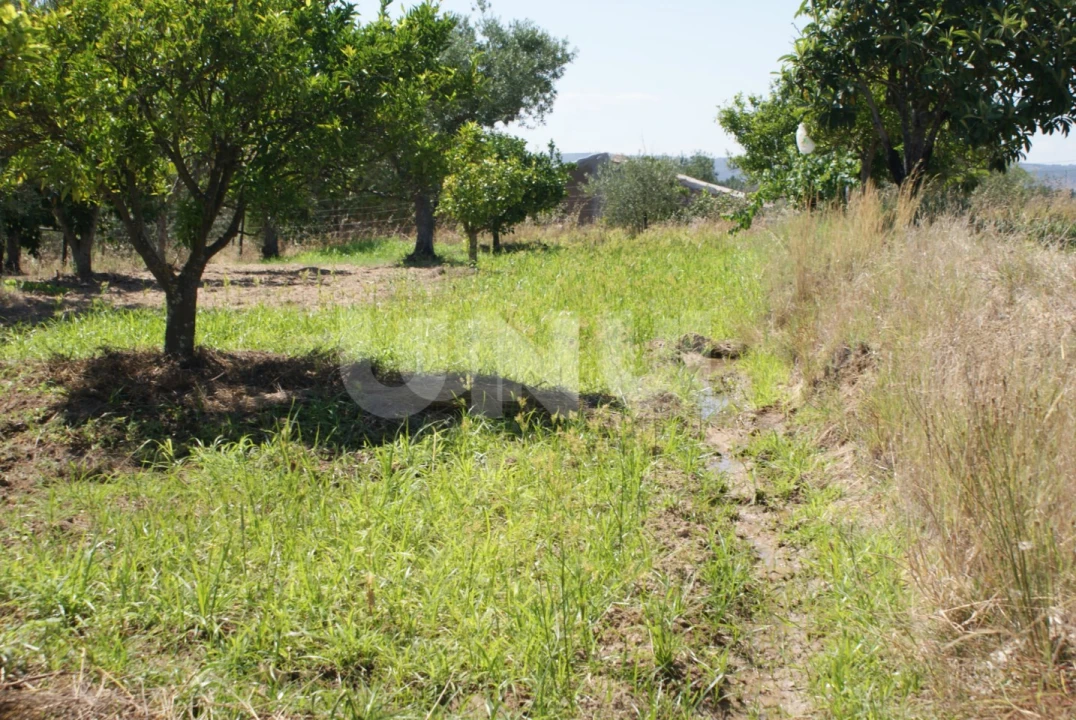 Terreno Agricola ou Rústico para Venda em Ladoeiro Foto 9