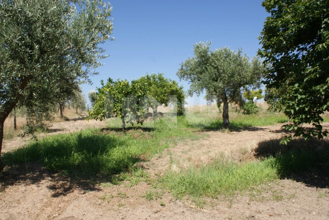 Terreno Agricola ou Rústico para Venda em Ladoeiro Foto 18