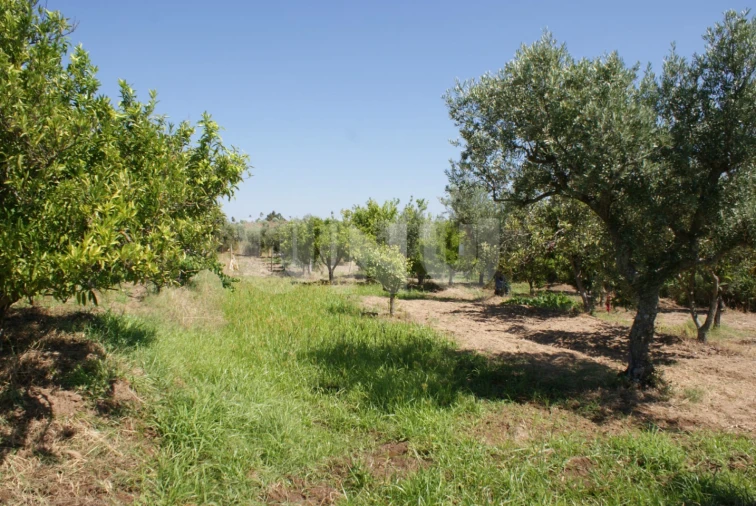 Terreno Agricola ou Rústico para Venda em Ladoeiro Foto 5