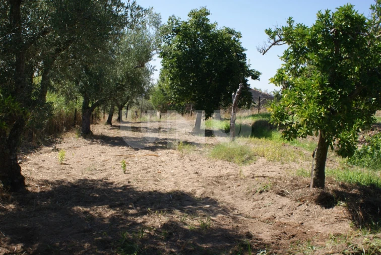 Terreno Agricola ou Rústico para Venda em Ladoeiro Foto 7
