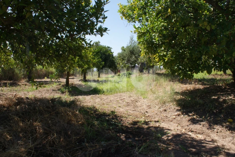 Terreno Agricola ou Rústico para Venda em Ladoeiro Foto 8