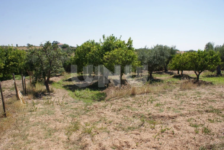Terreno Agricola ou Rústico para Venda em Ladoeiro Foto 13