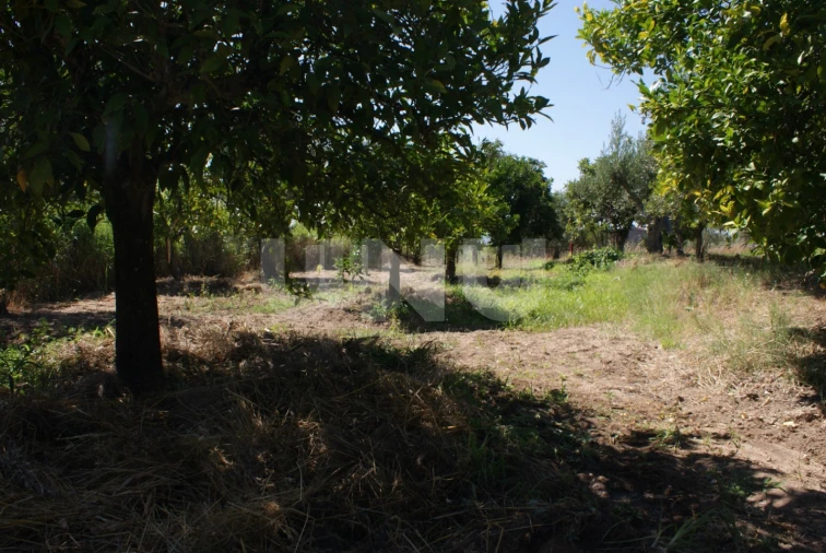 Terreno Agricola ou Rústico para Venda em Ladoeiro Foto 15
