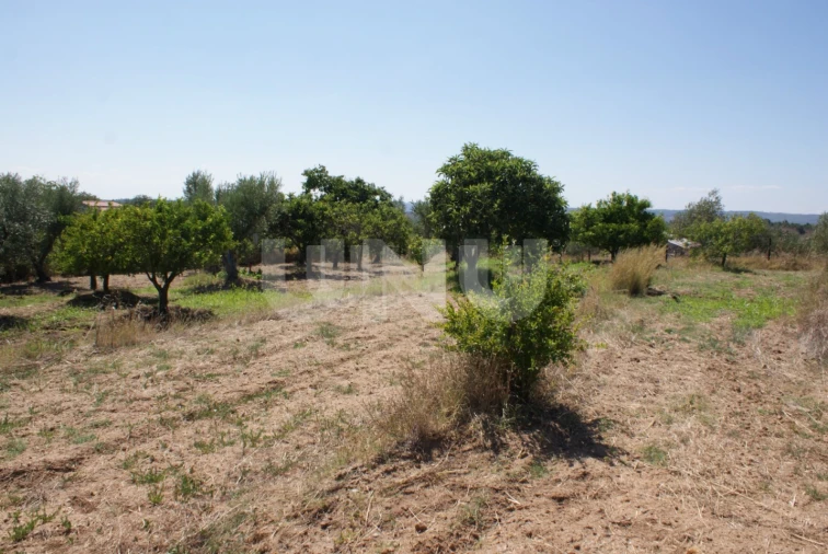 Terreno Agricola ou Rústico para Venda em Ladoeiro Foto 19