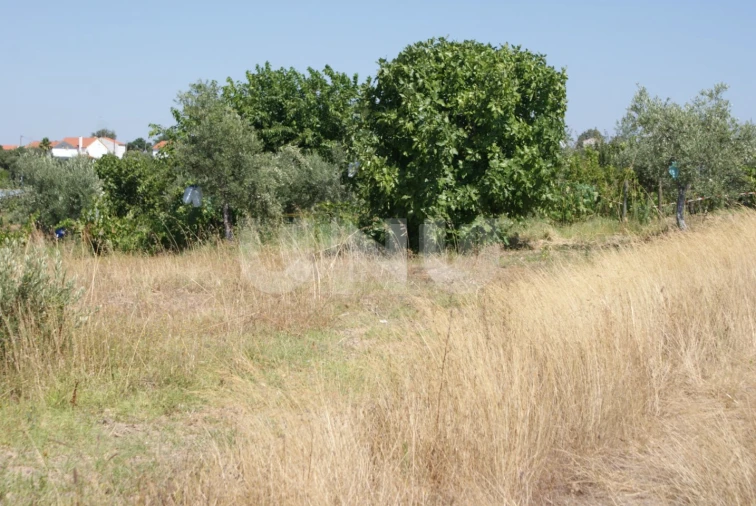 Terreno Agricola ou Rústico para Venda em Ladoeiro Foto 22