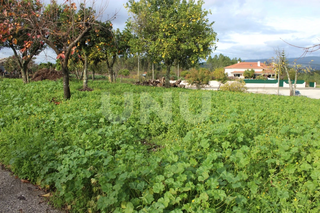 Terreno Agricola ou Rústico para Venda em Proença-A-Nova e Peral Foto 15