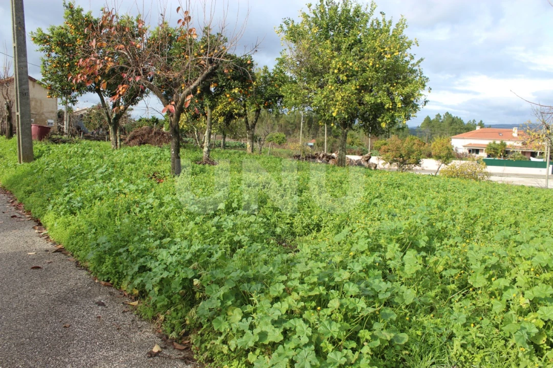 Terreno Agricola ou Rústico para Venda em Proença-A-Nova e Peral Foto 12