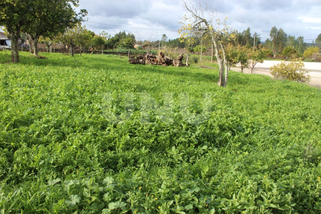 Terreno Agricola ou Rústico para Venda em Proença-A-Nova e Peral Foto 5