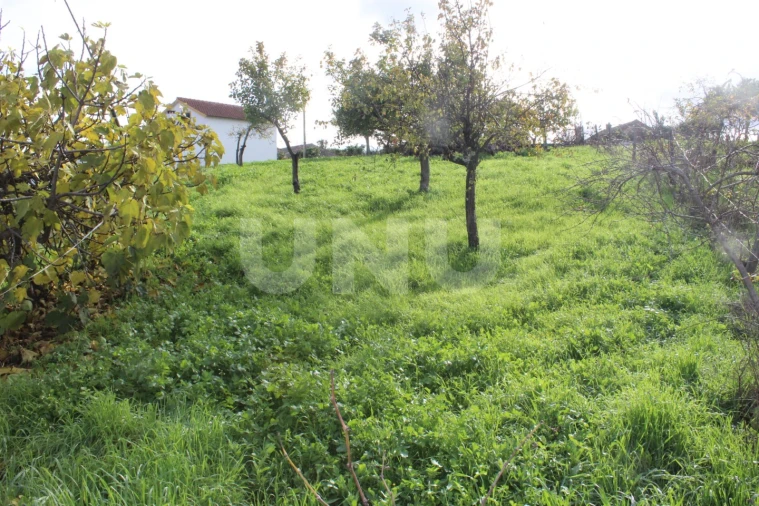 Terreno Agricola ou Rústico para Venda em Proença-A-Nova e Peral Foto 7