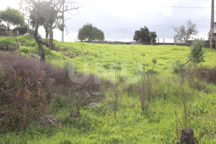 Terreno Agricola ou Rústico para Venda em Proença-A-Nova e Peral Foto 8