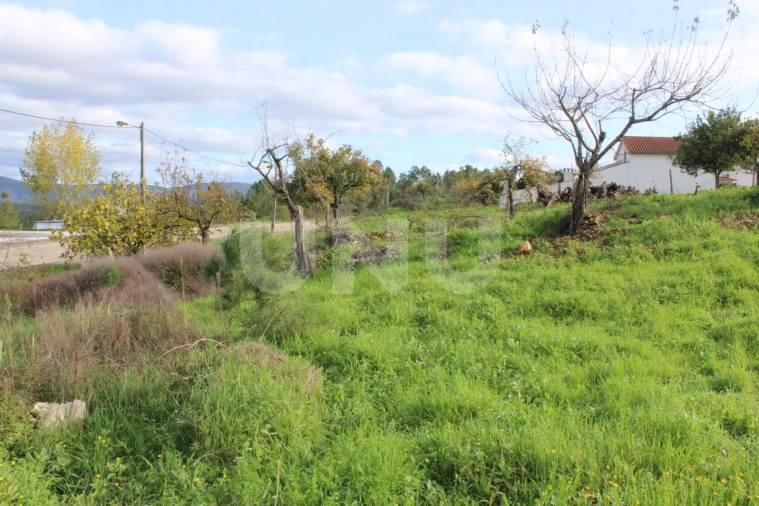 Terreno Agricola ou Rústico para Venda em Proença-A-Nova e Peral Foto 9
