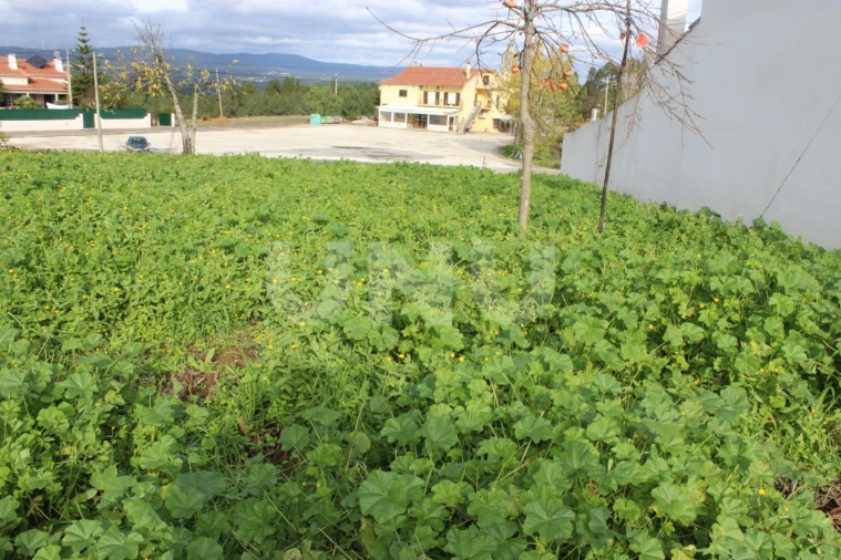 Terreno Agricola ou Rústico para Venda em Proença-A-Nova e Peral Foto 14