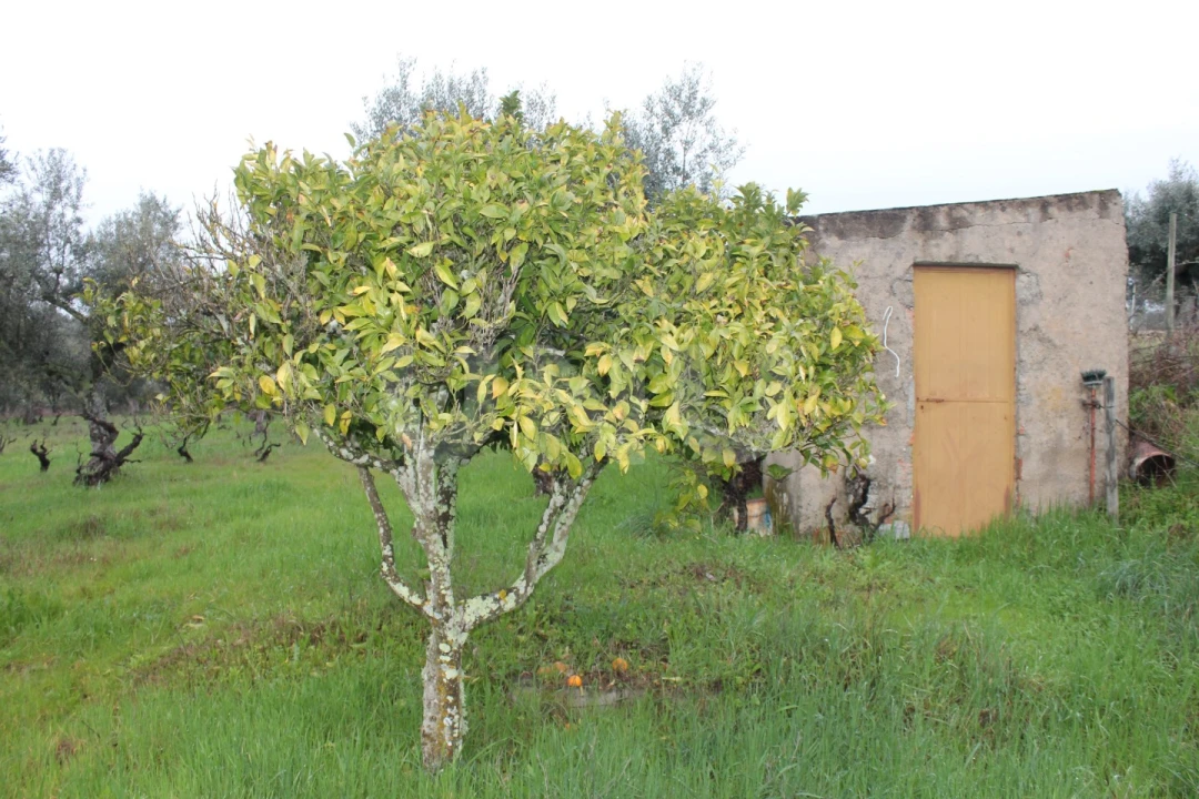 Terreno Agricola ou Rústico para Venda em Escalos de Cima e Lousa Foto 1