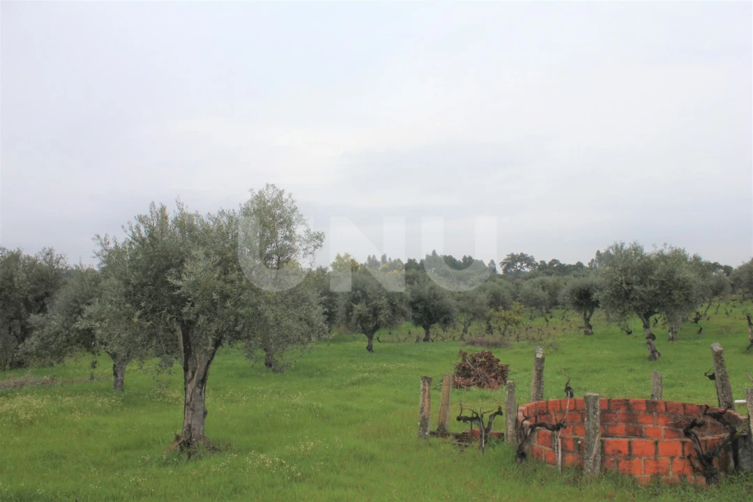 Terreno Agricola ou Rústico para Venda em Escalos de Cima e Lousa Foto 4