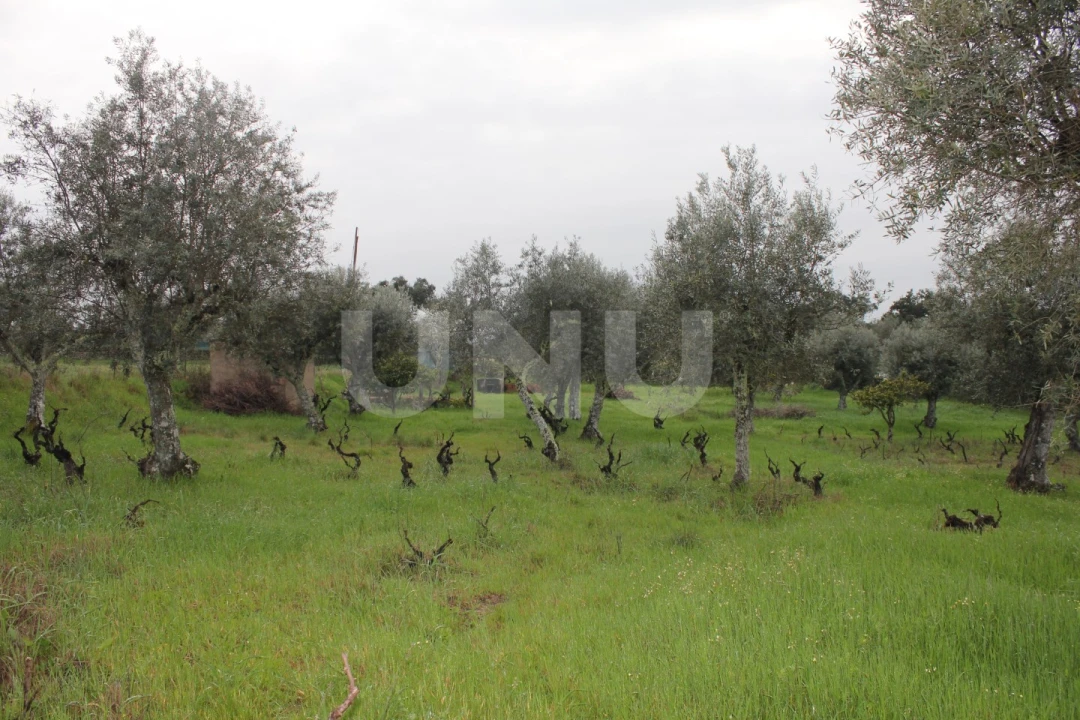 Terreno Agricola ou Rústico para Venda em Escalos de Cima e Lousa Foto 9