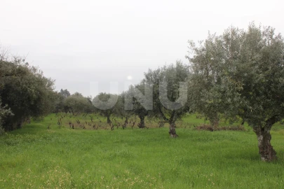 Terreno Agricola ou Rústico para Venda em Escalos de Cima e Lousa