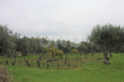 Terreno Agricola ou Rústico para Venda em Escalos de Cima e Lousa