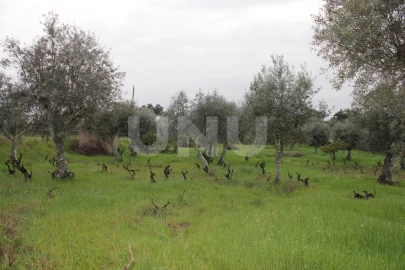 Terreno Agricola ou Rústico para Venda em Escalos de Cima e Lousa
