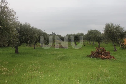 Terreno Agricola ou Rústico para Venda em Escalos de Cima e Lousa