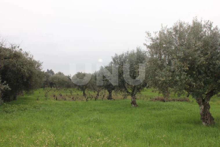 Terreno Agricola ou Rústico para Venda em Escalos de Cima e Lousa Foto 5