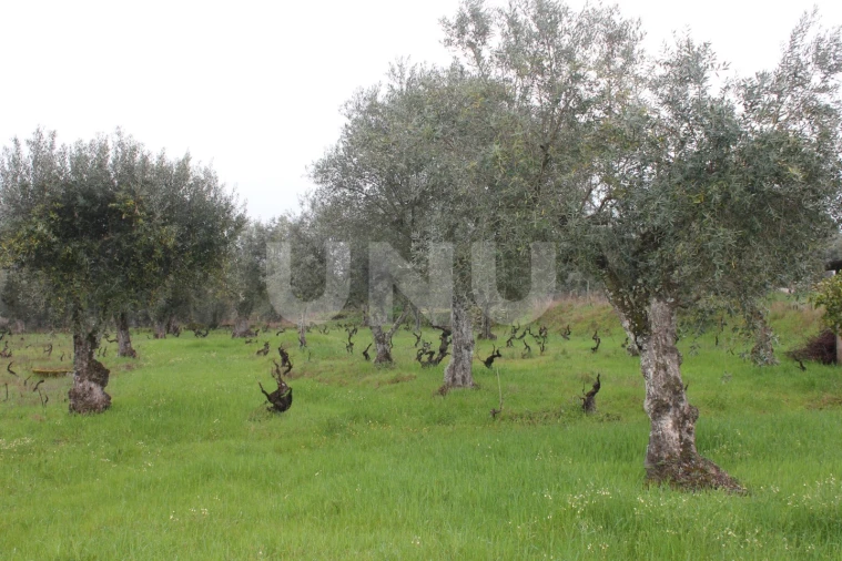 Terreno Agricola ou Rústico para Venda em Escalos de Cima e Lousa Foto 7