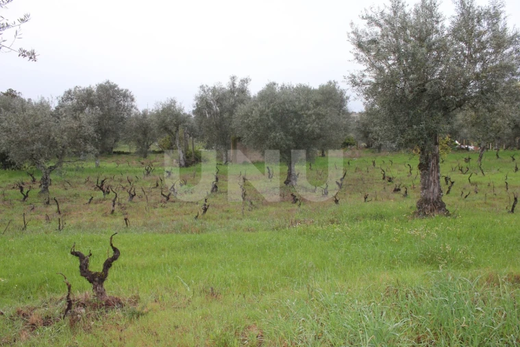 Terreno Agricola ou Rústico para Venda em Escalos de Cima e Lousa Foto 8