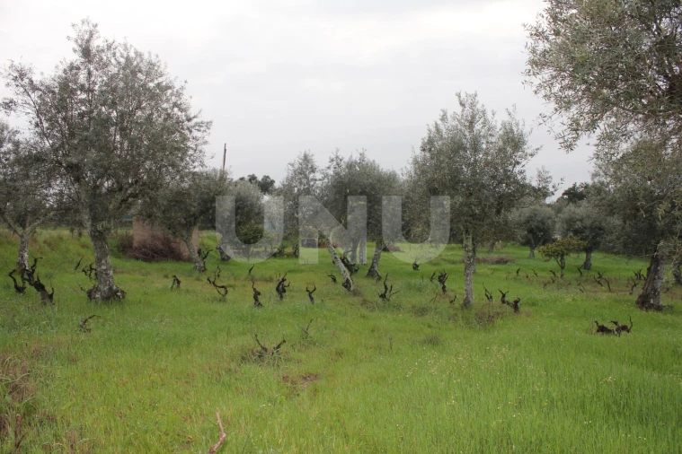 Terreno Agricola ou Rústico para Venda em Escalos de Cima e Lousa Foto 9
