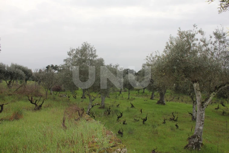 Terreno Agricola ou Rústico para Venda em Escalos de Cima e Lousa Foto 10