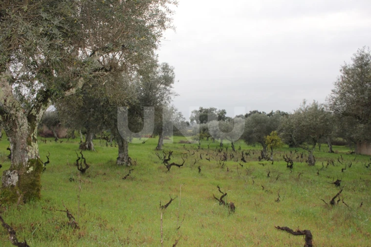 Terreno Agricola ou Rústico para Venda em Escalos de Cima e Lousa Foto 11