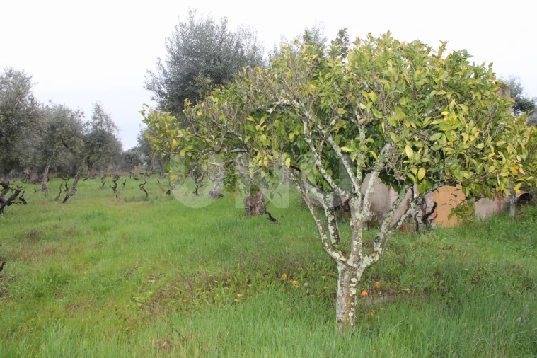 Terreno Agricola ou Rústico para Venda em Escalos de Cima e Lousa Foto 12