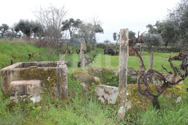 Terreno Agricola ou Rústico para Venda em Escalos de Cima e Lousa Foto 13