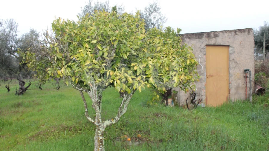 Terreno Agricola ou Rústico para Venda em Escalos de Cima e Lousa