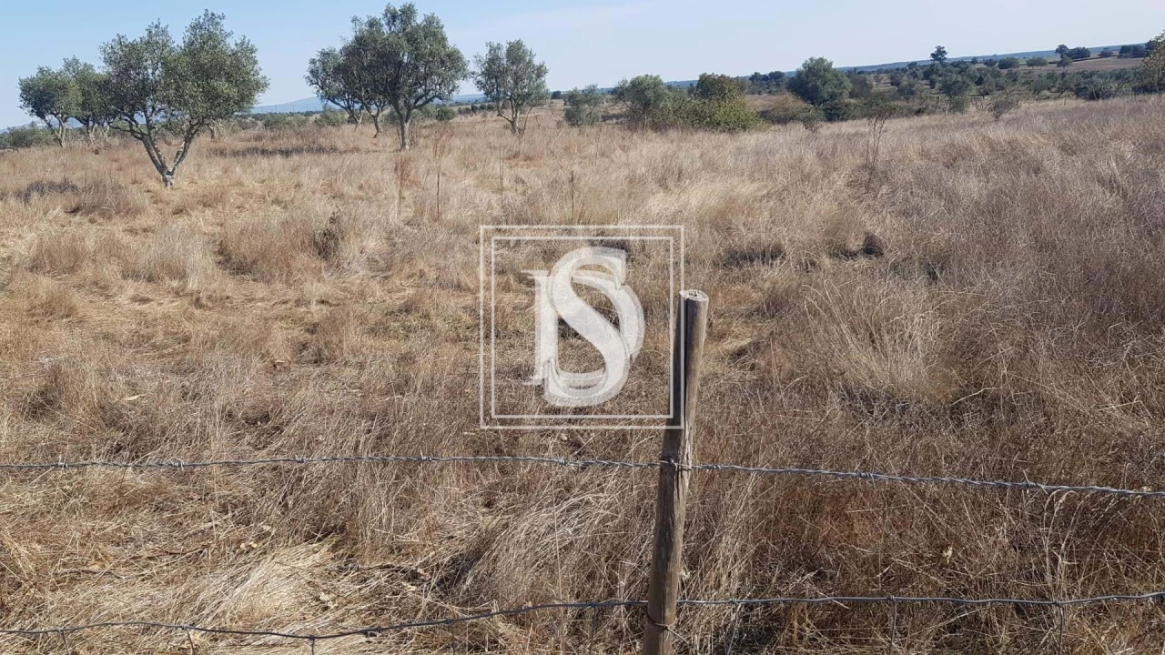 Terreno para Venda em Arez e Amieira do Tejo Foto 3
