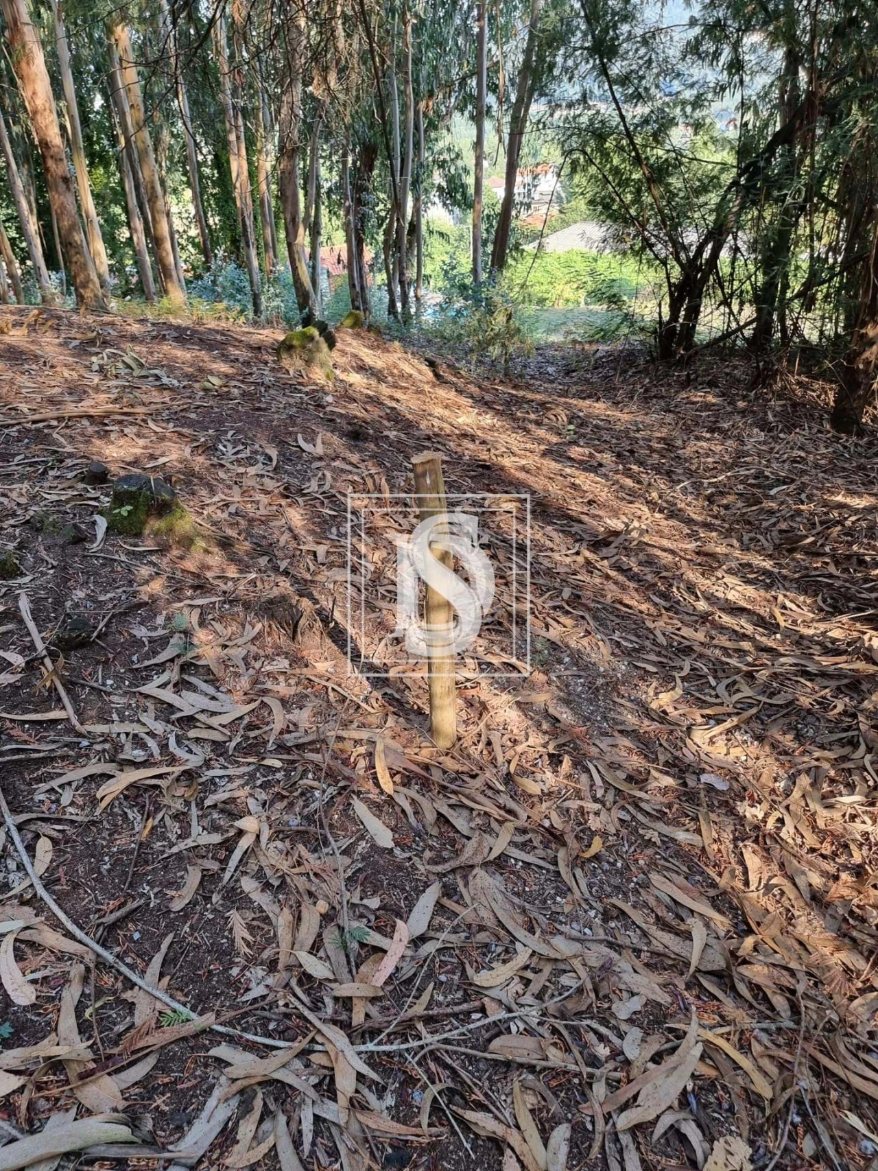 Terreno para Venda em Arões (São Romão) Foto 5
