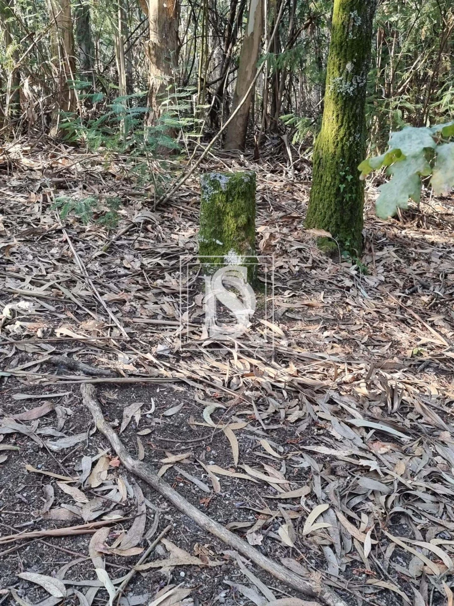 Terreno para Venda em Arões (São Romão) Foto 3