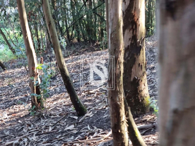 Terreno para Venda em Arões (São Romão) Foto 6