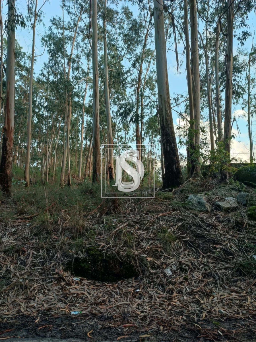 Terreno para Venda em Oliveira, São Paio e São Sebastião Foto 4