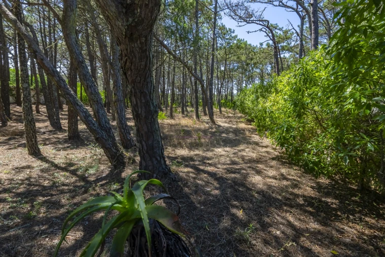 Moradia T3 para Venda em Colares Foto 21