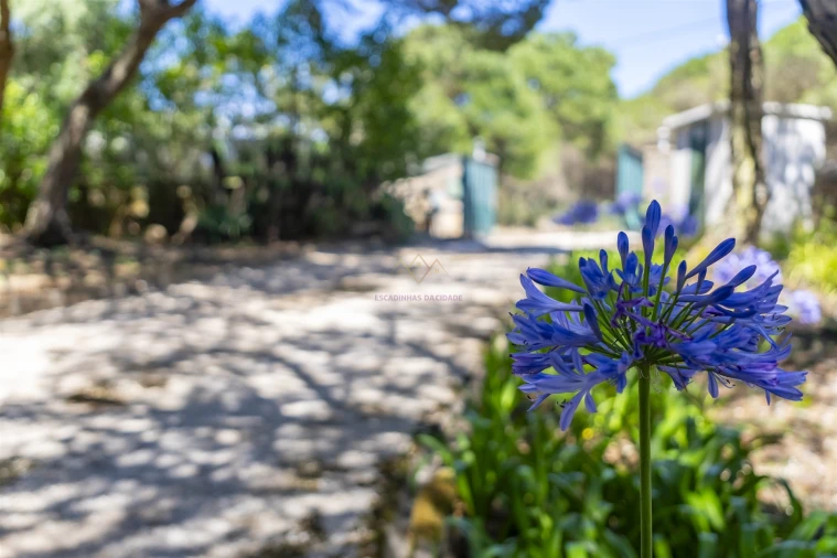 Moradia T3 para Venda em Colares Foto 23