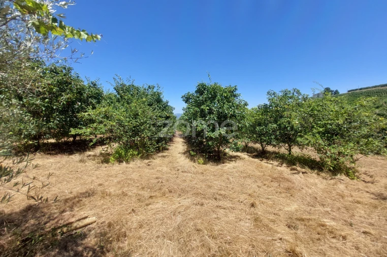 Moradia T7 para Venda em Armamar Foto 10