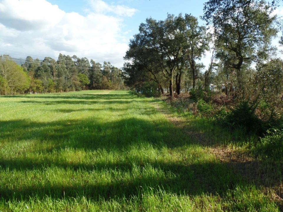 Terreno para Venda em Areias, Sequeirô, Lama e Palmeira Foto 3