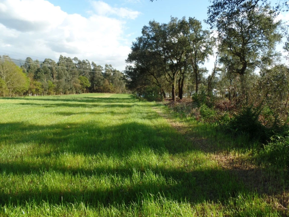 Terreno para Venda em Areias, Sequeirô, Lama e Palmeira Foto 4