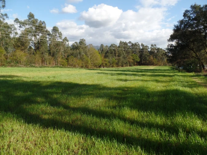 Terreno para Venda em Areias, Sequeirô, Lama e Palmeira Foto 2
