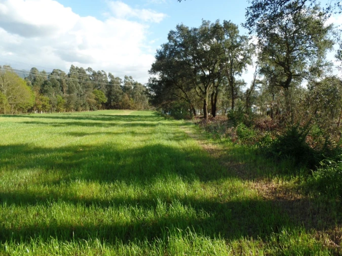 Terreno para Venda em Areias, Sequeirô, Lama e Palmeira Foto 4