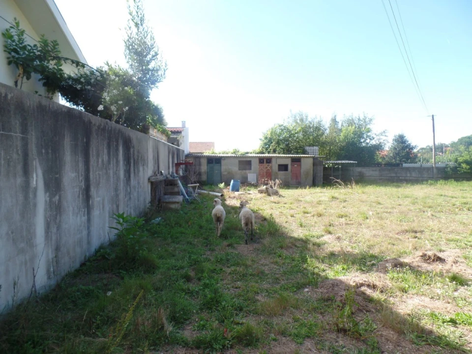 Terreno para Venda em Areias, Sequeirô, Lama e Palmeira Foto 4